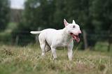 BULL TERRIER MINIATURE 100